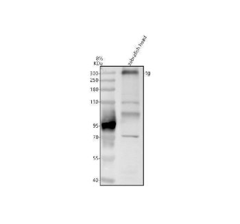 Zebrafish TG Antibody Thyroglobulin WB. Western blot analysis of zebrafish head tissue lysate using Zebrafish TG Antibody demonstrates a predominant high molecular weight band at approximately 300-305 kDa, consistent with the predicted molecular weight of Thyroglobulin / TG. Additional lower molecular weight immunoreactive bands are observed and may represent processed, partially degraded, or incompletely denatured thyroglobulin-related species commonly associated with large glycoproteins in tissue lysates. TG is a thyroid hormone precursor protein involved in T3 and T4 biosynthesis within thyroid follicular tissue. Electrophoresis was performed on an 8% SDS-PAGE gel under reducing conditions followed by transfer to a nitrocellulose membrane. Signal was detected using an HRP-conjugated secondary antibody and enhanced chemiluminescent substrate. Predicted molecular weight: ~299 kDa.