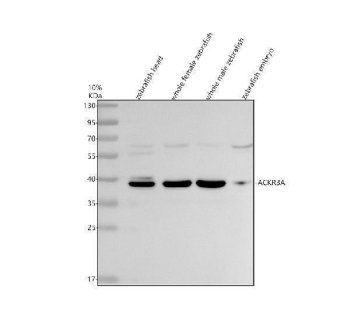 Zebrafish CXCR7A Antibody Chemokine Receptor WB. Western blot analysis of zebrafish head tissue, whole female zebrafish, whole male zebrafish, and zebrafish embryo lysates using Zebrafish CXCR7A Antibody demonstrates a prominent immunoreactive band at approximately 40 kDa, consistent with the predicted molecular weight of CXC Chemokine Receptor 7A (CXCR7A). Also known as Atypical Chemokine Receptor 3A (ACKR3A), CXCR7A functions as an atypical chemokine receptor that regulates CXCL12 availability and contributes to cell migration, tissue patterning, and developmental signaling pathways. Comparable detection across multiple zebrafish tissue sources is consistent with the broad biological functions of CXCR7A during vertebrate development. Electrophoresis was performed on a 10% SDS-PAGE gel under reducing conditions followed by transfer to a nitrocellulose membrane. Signal was detected using an HRP-conjugated secondary antibody and enhanced chemiluminescent substrate. Predicted molecular weight: ~40 kDa.