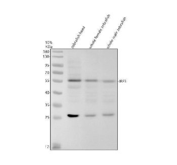 Zebrafish IRF3 / Interferon Regulatory Factor 3 Antibody Innate Immunity WB. Western blot analysis of zebrafish head tissue, whole female zebrafish, and whole male zebrafish lysates using Zebrafish IRF3 Antibody demonstrates a prominent immunoreactive band at approximately 50-55 kDa, consistent with detection of Interferon Regulatory Factor 3 (IRF3). The observed band migrates slightly above the predicted molecular weight of IRF3 (~48 kDa), which may reflect phosphorylation or other post-translational modification associated with IRF3 activation and regulation. Additional lower molecular weight immunoreactive bands are observed in each lane and may represent IRF3-related fragments or non-specific reactivity. IRF3 is a transcription factor involved in interferon signaling, innate immune activation, and antiviral response pathways. Electrophoresis was performed on a 10% SDS-PAGE gel under reducing conditions followed by transfer to a nitrocellulose membrane. Signal was detected using an HRP-conjugated secondary antibody and enhanced chemiluminescent substrate.
