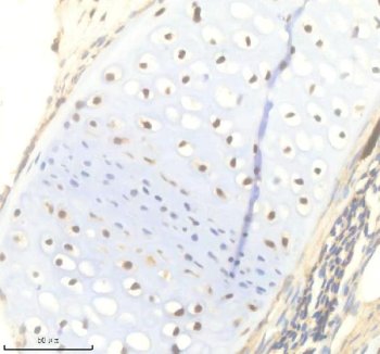 Zebrafish Titin Antibody IHC. Immunohistochemistry analysis of TTN using anti-TTN antibody. TTN was detected in a paraffin-embedded section of zebrafish bone tissue. Heat mediated antigen retrieval was performed in EDTA buffer. The tissue section was blocked with 10% goat serum. The tissue section was then incubated with 2 ug/ml rabbit anti-TTN Antibody overnight at 4oC. Peroxidase Conjugated Goat Anti-rabbit IgG was used as secondary antibody and incubated for 30 minutes at 37oC. The tissue section was developed using DAB as the chromogen.