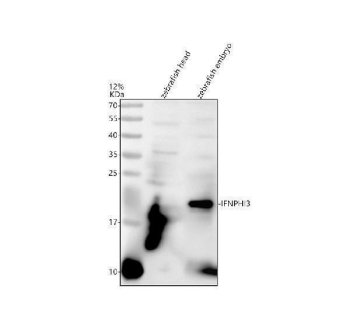 Zebrafish IFNPHI3 Antibody WB. Western blot analysis of IFNPHI3 using anti-IFNPHI3 antibody. Electrophoresis was performed on a 12% SDS-PAGE gel for 2 hours. The sample well of each lane was loaded with 30 ug of sample under reducing conditions. Lane 1: zebrafish head tissue lysates, Lane 2: zebrafish embryo tissue lysates. After electrophoresis, proteins were transferred to a nitrocellulose membrane at 150 mA for 50-90 minutes. Blocked the membrane with 5% non-fat milk/TBS for 1.5 hour at RT. The membrane was incubated with rabbit anti-IFNPHI3 antigen antibody at 0.5 ug/ml overnight at 4oC, then washed with TBS-0.1%Tween 3 times with 5 minutes each and probed with a goat anti-rabbit IgG-HRP secondary antibody at a dilution of 1:5000 for 1.5 hour at RT. The signal is developed using an ECL Plus WB. Western blotting Substrate with Tanon 5200 system. A specific band was detected for IFNPHI3 at approximately 21 kDa. The expected band size for IFNPHI3 is at 21 kDa.