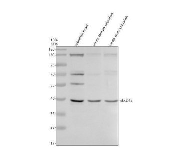 Zebrafish NKX2.4A Antibody WB. Western blot analysis of NKX2.4A using anti-NKX2.4A antibody. Electrophoresis was performed on a 10% SDS-PAGE gel for 2 hours. The sample well of each lane was loaded with 30 ug of sample under reducing conditions. Lane 1: zebrafish head tissue lysates, Lane 2: whole female zebrafish tissue lysates, Lane 3: whole male zebrafish tissue lysates. After electrophoresis, proteins were transferred to a nitrocellulose membrane at 150 mA for 50-90 minutes. Blocked the membrane with 5% non-fat milk/TBS for 1.5 hour at RT. The membrane was incubated with rabbit anti-NKX2.4A antigen antibody at 0.5 ug/ml overnight at 4oC, then washed with TBS-0.1%Tween 3 times with 5 minutes each and probed with a goat anti-rabbit IgG-HRP secondary antibody at a dilution of 1:5000 for 1.5 hour at RT. The signal is developed using an ECL Plus WB. Western blotting Substrate with Tanon 5200 system. A specific band was detected for NKX2.4A at approximately 38 kDa. The expected band size for NKX2.4A is at 38 kDa.