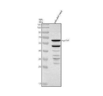 Zebrafish CYP1B1 Antibody WB. Western blot analysis of CYP1B1 using anti-CYP1B1 antibody. Electrophoresis was performed on a 10% SDS-PAGE gel for 2 hours. The sample well of each lane was loaded with 30 ug of sample under reducing conditions. Lane 1: zebrafish head tissue lysates. After electrophoresis, proteins were transferred to a nitrocellulose membrane at 150 mA for 50-90 minutes. Blocked the membrane with 5% non-fat milk/TBS for 1.5 hour at RT. The membrane was incubated with rabbit anti-CYP1B1 antigen antibody at 0.5 ug/ml overnight at 4oC, then washed with TBS-0.1%Tween 3 times with 5 minutes each and probed with a goat anti-rabbit IgG-HRP secondary antibody at a dilution of 1:5000 for 1.5 hour at RT. The signal is developed using an ECL Plus WB. Western blotting Substrate with Tanon 5200 system. A specific band was detected for CYP1B1 at approximately 60 kDa. The expected band size for CYP1B1 is at 59 kDa.