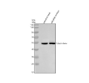 Zebrafish Beta Tubulin 1 / TUBB1 Antibody Cytoskeleton WB. Western blot analysis of zebrafish head tissue and zebrafish embryo lysates using Zebrafish Beta Tubulin 1 Antibody demonstrates a strong immunoreactive band at approximately 50 kDa, consistent with the predicted molecular weight of Tubulin Beta 1 (TUBB1). TUBB1 is a structural component of microtubules that contributes to cytoskeletal organization, intracellular transport, cell division, and tissue development. The observed band is detected in both adult and embryonic zebrafish samples, consistent with the fundamental role of beta-tubulin proteins in maintaining cellular architecture and supporting developmental processes. Electrophoresis was performed on a 10% SDS-PAGE gel under reducing conditions followed by transfer to a nitrocellulose membrane. Signal was detected using an HRP-conjugated secondary antibody and enhanced chemiluminescent substrate.