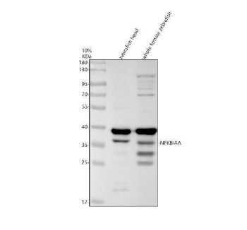 Zebrafish IkB Alpha / NFKBIAA Antibody NF-kB Signaling WB. Western blot analysis of zebrafish head tissue and whole female zebrafish lysates using Zebrafish IkB Alpha Antibody demonstrates a prominent immunoreactive band at approximately 35 kDa, consistent with the predicted molecular weight of Nuclear Factor of Kappa Light Polypeptide Gene Enhancer in B-Cells Inhibitor Alpha A (NFKBIAA), also known as IkB Alpha. Additional lower and higher molecular weight immunoreactive bands are observed and may represent modified forms, degradation products, or other antibody-reactive species. NFKBIAA is a key negative regulator of NF-kB signaling that controls inflammatory, immune, and cellular stress-response pathways through sequestration of NF-kB transcription factors in the cytoplasm. Electrophoresis was performed on a 10% SDS-PAGE gel under reducing conditions followed by transfer to a nitrocellulose membrane. Signal was detected using an HRP-conjugated secondary antibody and enhanced chemiluminescent substrate.