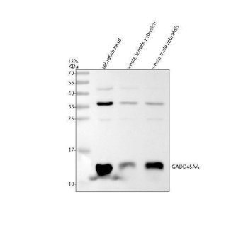 Zebrafish GADD45A / GADD45AA Antibody Stress Response WB. Western blot analysis of zebrafish head tissue, whole female zebrafish, and whole male zebrafish lysates using Zebrafish GADD45A Antibody demonstrates a prominent immunoreactive band at approximately 15-17 kDa, consistent with the predicted molecular weight of Growth Arrest and DNA Damage Inducible Alpha A (GADD45AA). GADD45AA is a stress-responsive protein involved in DNA damage signaling, cell cycle regulation, genomic stability, and cellular responses to environmental stress. The observed expression pattern across multiple zebrafish tissue sources is consistent with the established role of GADD45 family proteins in maintaining cellular homeostasis and coordinating protective responses to physiological and genotoxic challenges. Minor higher molecular weight immunoreactive bands are also observed and may represent cross-reactive species or other antibody-reactive proteins. Electrophoresis was performed on a 12% SDS-PAGE gel under reducing conditions followed by transfer to a nitrocellulose membrane. Signal was detected using an HRP-conjugated secondary antibody and enhanced chemiluminescent substrate.