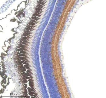 Zebrafish GAD65 / GAD2 Antibody Eye IHC. Immunohistochemistry staining of FFPE zebrafish eye tissue using Zebrafish GAD65 Antibody demonstrates prominent HRP-DAB brown staining within retinal cell layers associated with neuronal signaling and visual processing. The staining pattern is consistent with expression of Glutamate Decarboxylase 2 (GAD2), also known as GAD65, a key enzyme responsible for synthesis of the inhibitory neurotransmitter gamma-aminobutyric acid (GABA). Strong retinal staining is consistent with the established role of GABAergic neurons in regulating visual signal transmission, retinal circuitry, and inhibitory neurotransmission within the vertebrate eye. Heat mediated antigen retrieval was performed in EDTA buffer. Primary antibody was incubated overnight at 4Â°C followed by detection using a peroxidase-conjugated goat anti-rabbit secondary antibody and DAB chromogen.