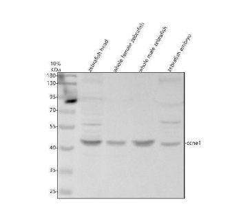 Zebrafish Cyclin E1 / CCNE1 Antibody Cell Cycle WB. Western blot analysis of zebrafish head tissue, whole female zebrafish, whole male zebrafish, and zebrafish embryo lysates using Zebrafish Cyclin E1 Antibody demonstrates a prominent immunoreactive band at approximately 46 kDa, consistent with the predicted molecular weight of Cyclin E1 (CCNE1). Cyclin E1 is a key regulator of G1/S cell cycle progression that functions through activation of CDK2 to promote DNA replication and cellular proliferation. The observed expression across multiple zebrafish tissue preparations, including embryonic tissue, is consistent with the established role of CCNE1 in developmental growth, tissue expansion, and regulation of cell cycle progression. Minor higher molecular weight immunoreactive bands are present in some samples and may represent post-translationally modified forms, protein complexes, or other antibody-reactive species. Electrophoresis was performed on a 10% SDS-PAGE gel under reducing conditions followed by transfer to a nitrocellulose membrane. Signal was detected using an HRP-conjugated secondary antibody and enhanced chemiluminescent substrate.