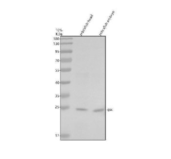 Zebrafish Goosecoid / GSC Antibody Developmental Transcription Factor WB. Western blot analysis of zebrafish head tissue and zebrafish embryo lysates using Zebrafish Goosecoid Antibody demonstrates a distinct immunoreactive band at approximately 25 kDa, consistent with the predicted molecular weight of Homeobox Protein Goosecoid (GSC). Goosecoid is a homeobox transcription factor that functions as a key regulator of embryonic patterning, gastrulation, mesoderm specification, and organizer activity during early vertebrate development. Detection of GSC in zebrafish embryo lysate is consistent with its established role in developmental signaling pathways that govern body axis formation and tissue specification. The observed band closely matches the expected molecular weight and supports specific recognition of Goosecoid in zebrafish tissues. Electrophoresis was performed on a 10% SDS-PAGE gel under reducing conditions followed by transfer to a nitrocellulose membrane. Signal was detected using an HRP-conjugated secondary antibody and enhanced chemiluminescent substrate.