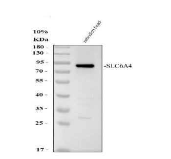 Zebrafish SLC6A4 / SLC6A4A Antibody Serotonin Transporter WB. Western blot analysis of whole zebrafish tissue lysate using Zebrafish SLC6A4 Antibody demonstrates a distinct immunoreactive band at approximately 70-80 kDa, consistent with expression of Solute Carrier Family 6 Member 4A (SLC6A4A). SLC6A4A encodes a serotonin transporter that regulates serotonergic neurotransmission through the reuptake of extracellular serotonin at neuronal synapses. The observed band migrates near the predicted molecular weight of SLC6A4A (~70 kDa) and supports detection of the endogenous protein in zebrafish tissue. Electrophoresis was performed on a 10% SDS-PAGE gel under reducing conditions followed by transfer to a nitrocellulose membrane. Signal was detected using an HRP-conjugated secondary antibody and enhanced chemiluminescent substrate. Predicted molecular weight: ~70 kDa.