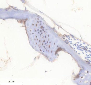 Zebrafish FGF20 Antibody Bone IHC. Immunohistochemistry staining of paraffin-embedded zebrafish bone tissue using Zebrafish FGF20 Antibody / FGF20A Antibody demonstrates cytoplasmic HRP-DAB brown staining within cells associated with mineralized skeletal structures and adjacent connective tissue compartments. The staining pattern is consistent with expression of Fibroblast Growth Factor 20A (FGF20A), a secreted growth factor involved in developmental signaling, cellular differentiation, tissue maintenance, and regenerative processes. Localization within skeletal tissue is consistent with the established role of fibroblast growth factor family members in regulating bone development, tissue remodeling, and cellular communication during growth and repair. The observed immunoreactivity supports the use of FGF20A as a target for studies investigating skeletal biology, regenerative signaling pathways, and vertebrate developmental mechanisms in zebrafish. Heat-mediated antigen retrieval was performed in EDTA buffer prior to staining.