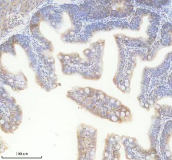 Zebrafish Myostatin Antibody Muscle IHC. Immunohistochemistry analysis of MSTNA using Zebrafish Myostatin Antibody / MSTNA Antibody demonstrates distinct cytoplasmic HRP-DAB brown staining within zebrafish muscle-associated tissue structures. The staining pattern is consistent with expression of Myostatin A (MSTNA), a TGF-beta superfamily member that functions as a key negative regulator of skeletal muscle growth, differentiation, and tissue homeostasis. Immunoreactivity is observed within muscle cell populations, supporting the established role of MSTNA in controlling myogenesis and maintaining normal muscle development. The observed staining demonstrates the utility of this antibody for studies of muscle biology, growth regulation, developmental signaling, regenerative processes, and vertebrate myogenic pathways in zebrafish models. Heat-mediated antigen retrieval was performed in EDTA buffer prior to staining.
