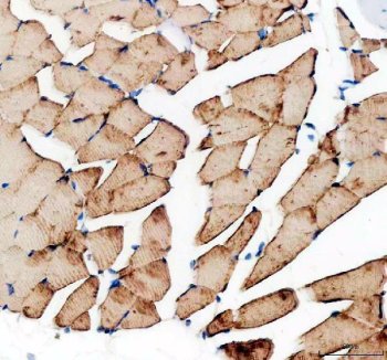 Zebrafish Myostatin Antibody Heart IHC. Immunohistochemistry analysis of MSTNA using Zebrafish Myostatin Antibody / MSTNA Antibody demonstrates widespread cytoplasmic HRP-DAB brown staining throughout zebrafish cardiac muscle fibers. The staining pattern is consistent with expression of Myostatin A (MSTNA), a member of the TGF-beta superfamily that functions as a key regulator of muscle growth, differentiation, and tissue homeostasis. Robust immunoreactivity within striated cardiomyocytes supports the role of MSTNA-associated signaling pathways in muscle development and maintenance. The observed staining demonstrates the utility of this antibody for studies of cardiac muscle biology, myogenesis, developmental regulation, growth control, and muscle-related signaling mechanisms in zebrafish models. Heat-mediated antigen retrieval was performed in EDTA buffer prior to staining.