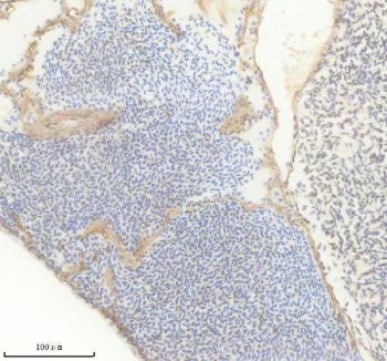 Zebrafish MAO Antibody Heart IHC. Immunohistochemistry analysis of MAO using Zebrafish MAO Antibody / Monoamine Oxidase Antibody demonstrates membranous and cytoplasmic HRP-DAB brown staining within zebrafish heart tissue. The staining pattern is consistent with expression of Monoamine Oxidase (MAO), a mitochondrial enzyme responsible for the oxidative metabolism of monoamine neurotransmitters including serotonin, dopamine, and norepinephrine. Immunoreactivity is observed within cardiac-associated cellular structures and surrounding tissue compartments, supporting the established role of MAO in biogenic amine metabolism and cellular homeostasis. The observed staining demonstrates the utility of this antibody for studies of neurotransmitter metabolism, mitochondrial enzyme biology, developmental physiology, and monoaminergic signaling pathways in zebrafish models. Heat-mediated antigen retrieval was performed in EDTA buffer prior to staining.