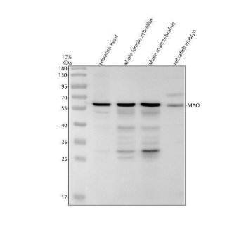 Zebrafish MAO Antibody WB. Western blot analysis of MAO using Zebrafish MAO Antibody / Monoamine Oxidase Antibody demonstrates a prominent immunoreactive band at approximately 59 kDa in zebrafish head, whole female, whole male, and embryo tissue lysates. The observed molecular weight is consistent with the predicted size of Monoamine Oxidase (MAO), a mitochondrial flavin-containing enzyme responsible for the oxidative metabolism of monoamine neurotransmitters including serotonin, dopamine, and norepinephrine. Consistent detection across developmental and adult tissue samples supports broad expression of MAO and confirms specific recognition of the target protein. The observed immunoreactivity demonstrates the utility of this antibody for studies of neurotransmitter metabolism, monoaminergic signaling, neural development, behavioral neuroscience, mitochondrial biology, and neuropharmacology in zebrafish models.
