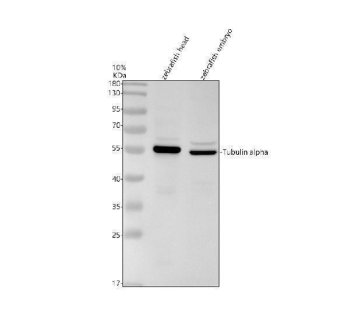 Zebrafish TUBA1A Antibody Western Blot. Western blot analysis of zebrafish head tissue lysate (lane 1) and zebrafish embryo tissue lysate (lane 2) using Zebrafish TUBA1A Antibody / Alpha Tubulin Antibody demonstrates a distinct band at approximately 50 kDa, consistent with the expected molecular weight of Alpha Tubulin (TUBA1A). TUBA1A is a highly conserved microtubule-associated protein that contributes to cytoskeletal organization, intracellular transport, neuronal differentiation, and embryonic development. Detection of the expected molecular weight band in both zebrafish head and embryo samples supports expression of TUBA1A in neural and developing tissues and demonstrates the utility of this antibody for western blot applications. Electrophoresis was performed using a 10% SDS-PAGE gel under reducing conditions with 30 Âµg of protein loaded per lane. Signal was visualized using HRP-conjugated secondary antibody and ECL detection.