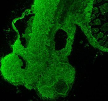 Zebrafish FOXA1 Antibody Embryo IF. Immunofluorescent staining of paraffin-embedded zebrafish embryo tissue using Zebrafish FOXA1 Antibody / Forkhead Box A1 Antibody demonstrates strong green fluorescence throughout developing embryonic tissue structures. The staining pattern is consistent with expression of FOXA1, a forkhead family transcription factor that functions as a pioneer regulator of chromatin accessibility and developmental gene expression. FOXA1 plays important roles in embryonic patterning, endoderm development, organogenesis, and tissue-specific differentiation. The observed staining highlights regions of active developmental regulation within the embryo, supporting the importance of FOXA1 during early tissue formation and maturation. Heat-mediated antigen retrieval was performed in EDTA buffer. Sections were blocked with 10% goat serum and incubated overnight at 4Â°C with 5 Âµg/ml primary antibody, followed by DyLight 488-conjugated goat anti-rabbit IgG secondary antibody at 1:500 dilution for 30 minutes at 37Â°C.