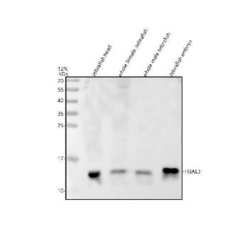Zebrafish HBAE3 Antibody WB. Western blot analysis of zebrafish head tissue lysate (lane 1), whole female zebrafish tissue lysate (lane 2), whole male zebrafish tissue lysate (lane 3), and zebrafish embryo tissue lysate (lane 4) using Zebrafish HBAE3 Antibody / Hemoglobin Alpha Embryonic 3 Antibody demonstrates a distinct band at approximately 16 kDa, consistent with the expected molecular weight of HBAE3. Hemoglobin Alpha Embryonic 3 (HBAE3) is an embryonic alpha-globin protein that participates in hemoglobin complex formation and oxygen transport during early vertebrate development. HBAE3 is expressed in hematopoietic tissues, developing blood cell populations, and the embryonic vasculature, where it supports oxygen delivery to rapidly growing tissues. Detection of HBAE3 in zebrafish embryo lysate and additional tissue preparations is consistent with its established role in embryonic hematopoiesis, erythroid differentiation, and developmental oxygen transport. Electrophoresis was performed on a 12% SDS-PAGE gel under reducing conditions with 30 Âµg of protein loaded per lane, followed by nitrocellulose transfer and HRP-ECL detection.