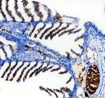 Zebrafish SLC4A1 Antibody Gill IHC. Immunohistochemical staining of paraffin-embedded zebrafish gill tissue using Zebrafish SLC4A1 Antibody / SLC4A1A Antibody demonstrates strong HRP-DAB brown staining within gill filament-associated cells and erythrocyte-rich structures. The staining pattern is consistent with expression of SLC4A1A, a chloride/bicarbonate exchanger that contributes to ion transport, acid-base regulation, and erythrocyte physiology. As the zebrafish ortholog of human SLC4A1 (Band 3/AE1), SLC4A1A plays an important role in maintaining cellular ionic balance and supporting carbon dioxide transport. Expression within gill-associated tissues is consistent with the involvement of anion transport proteins in respiratory physiology, gas exchange, and regulation of the aquatic ionic environment. Heat-mediated antigen retrieval was performed in EDTA buffer prior to overnight primary antibody incubation and HRP-DAB visualization.