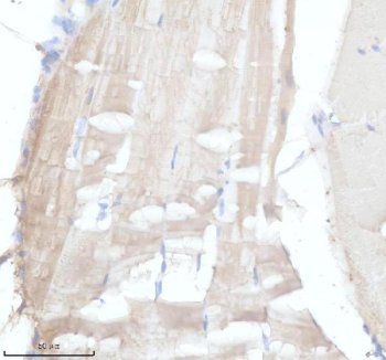 Zebrafish MYL7 Antibody Muscle IHC. Immunohistochemical staining of paraffin-embedded zebrafish muscle tissue using Zebrafish MYL7 Antibody / Myosin Light Chain 7 Antibody demonstrates diffuse HRP-DAB brown staining throughout striated muscle fibers. The staining pattern is consistent with expression of MYL7, a myosin light chain family member involved in regulation of actomyosin interactions and muscle contractility. MYL7 is an important component of the contractile apparatus and is widely used as a marker of cardiac muscle differentiation and myocardial development in zebrafish. The observed fiber-associated staining is consistent with localization of myosin-associated proteins within organized contractile structures and supports the role of MYL7 in muscle function and sarcomere organization. Heat-mediated antigen retrieval was performed in EDTA buffer prior to overnight primary antibody incubation and HRP-DAB visualization.