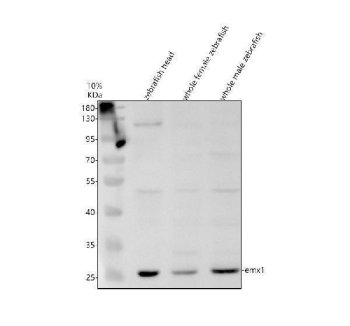 Zebrafish EMX1 Antibody Brain WB. Western blot analysis of EMX1 using anti-EMX1 antibody. Electrophoresis was performed on a 10% SDS-PAGE gel for 2 hours. The sample well of each lane was loaded with 30 ug of sample under reducing conditions. Lane 1: zebrafish head tissue lysates, Lane 2: whole female zebrafish tissue lysates, Lane 3: whole male zebrafish tissue lysates. After electrophoresis, proteins were transferred to a nitrocellulose membrane at 150 mA for 50-90 minutes. Blocked the membrane with 5% non-fat milk/TBS for 1.5 hour at RT. The membrane was incubated with rabbit anti-EMX1 antigen antibody at 0.5 ug/ml overnight at 4oC, then washed with TBS-0.1%Tween 3 times with 5 minutes each and probed with a goat anti-rabbit IgG-HRP secondary antibody at a dilution of 1:5000 for 1.5 hour at RT. The signal is developed using an ECL Plus WB. Western blotting Substrate with Tanon 5200 system. A specific band was detected for EMX1 at approximately 26 kDa. The expected band size for EMX1 is at 26 kDa.