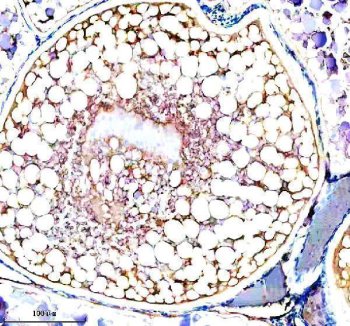 Zebrafish PIWIL1 Antibody Ovary IHC. Immunohistochemistry staining of paraffin-embedded zebrafish ovary tissue using Zebrafish PIWIL1 Antibody / Piwi-like Protein 1 Antibody demonstrates cytoplasmic HRP-DAB brown staining within ovarian germ cell-associated compartments. The staining pattern is consistent with expression of PIWIL1 (Ziwi), a germline-specific PIWI family protein that regulates piRNA-mediated gene silencing, transposon suppression, genome integrity, and germ cell maintenance. PIWIL1 is an established marker of germline development and reproductive biology in zebrafish and plays a critical role in oogenesis and long-term preservation of germ cell populations. HIER was performed using EDTA buffer. Tissue sections were blocked with 10% goat serum and incubated with primary antibody at 2 ug/ml overnight at 4Â°C prior to detection with HRP-conjugated secondary antibody and DAB chromogen.