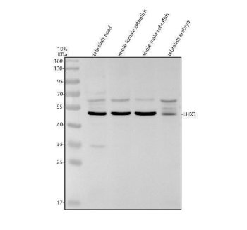Zebrafish LHX3 Antibody WB. Western blot analysis of zebrafish head tissue lysate (lane 1), whole female zebrafish tissue lysate (lane 2), whole male zebrafish tissue lysate (lane 3), and zebrafish embryo tissue lysate (lane 4) using Zebrafish LHX3 Antibody / LIM Homeobox Protein 3 Antibody demonstrates a prominent immunoreactive band at approximately 43-50 kDa, consistent with expression of LHX3. LHX3 is a LIM-homeodomain transcription factor that plays essential roles in motor neuron specification, spinal cord development, pituitary organogenesis, and embryonic patterning. As a key regulator of developmental gene expression programs, LHX3 is widely studied in neurodevelopment, endocrine system formation, and vertebrate embryogenesis. Thirty micrograms of protein lysate were resolved under reducing conditions on a 10% SDS-PAGE gel and transferred to nitrocellulose prior to immunodetection. The observed bands support detection of zebrafish LHX3 by western blot analysis. Predicted molecular weight: ~43 kDa.