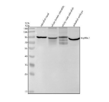 Zebrafish HSP90AA1 Antibody WB. Western blot analysis of zebrafish head tissue lysate (lane 1), whole female zebrafish tissue lysate (lane 2), whole male zebrafish tissue lysate (lane 3), and zebrafish embryo tissue lysate (lane 4) using Zebrafish HSP90AA1 Antibody / Heat Shock Protein 90 Alpha Antibody demonstrates a prominent immunoreactive band at approximately 83-95 kDa, consistent with expression of HSP90A. HSP90A is a highly conserved molecular chaperone orthologous to human HSP90AA1 (heat shock protein 90 alpha family class A member 1) and functions in protein folding, stabilization of signaling proteins, maintenance of proteostasis, and cellular stress-response pathways. As one of the most abundant intracellular chaperones, HSP90A plays essential roles in embryonic development, signal transduction, and adaptation to physiological and environmental stress. Thirty micrograms of protein lysate were resolved under reducing conditions on a 10% SDS-PAGE gel and transferred to nitrocellulose prior to immunodetection. The observed bands support detection of zebrafish HSP90A by western blot analysis. Predicted molecular weight: ~83 kDa.