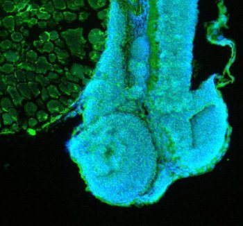 Zebrafish GNAT2 Antibody IF. Immunofluorescent staining of paraffin-embedded zebrafish embryo tissue using Zebrafish GNAT2 Antibody / Cone Transducin Alpha Antibody demonstrates green fluorescence throughout developing ocular and embryonic tissue compartments. The staining pattern is consistent with expression of GNAT2, a cone photoreceptor-specific G protein alpha subunit that functions in visual phototransduction and cone-mediated light signaling. GNAT2 is widely used as a marker of cone photoreceptor differentiation, retinal development, and visual system maturation in zebrafish. HIER was performed using EDTA buffer prior to staining. Tissue sections were blocked with 10% goat serum and incubated with primary antibody at 5 ug/ml overnight at 4C. DyLight-488-conjugated goat anti-rabbit IgG was used as the secondary antibody (green), and nuclei were counterstained with DAPI (blue). The image supports detection of GNAT2 expression in developing zebrafish embryonic tissues by immunofluorescence.