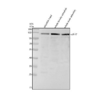 Zebrafish CDH17 Antibody WB. Western blot analysis of zebrafish head tissue lysate (lane 1), whole female zebrafish tissue lysate (lane 2), and whole male zebrafish tissue lysate (lane 3) using Zebrafish CDH17 Antibody / Cadherin-17 Antibody demonstrates a prominent immunoreactive band at approximately 96-120 kDa, consistent with expression of CDH17. Cadherin-17 is a calcium-dependent cell adhesion molecule involved in epithelial organization, maintenance of tissue integrity, and regulation of cell-cell interactions within digestive and epithelial tissues. CDH17 is widely used as a marker of intestinal epithelial differentiation and gastrointestinal tract development in zebrafish. The observed molecular weight above the predicted size may reflect post-translational modification, including glycosylation, which is common among cadherin family proteins. Thirty micrograms of protein were loaded per lane under reducing conditions. Predicted molecular weight: approximately 96 kDa.