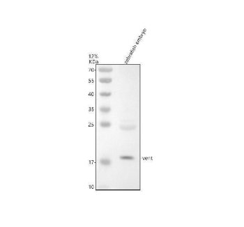 Zebrafish VENTX Antibody Embryo WB. Western blot analysis of zebrafish embryo lysate using Zebrafish VENTX Antibody / Vega2 Antibody demonstrates a distinct immunoreactive band at approximately 19 kDa, consistent with expression of Vega2 (vent), a zebrafish homeobox transcription factor and ortholog of human VENTX. Vega2 functions as a key regulator of dorsoventral patterning, mesoderm specification, and embryonic development through transcriptional control of genes involved in early developmental signaling pathways. The observed band corresponds closely with the expected molecular weight of the target protein and supports specific detection of endogenous Vega2 in developing zebrafish embryonic tissue. Primary antibody was used at 0.5 ug/ml. Predicted and observed molecular weight: approximately 19 kDa.