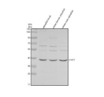 Zebrafish Cyclin B1 Antibody WB. Western blot analysis of zebrafish head (lane 1), whole female (lane 2), and whole male (lane 3) tissue lysates using Zebrafish Cyclin B1 Antibody / CCNB1 Antibody demonstrates a prominent immunoreactive band at approximately 40 kDa, consistent with expression of Cyclin B1. Cyclin B1 is a key regulator of cell cycle progression that forms an active complex with CDK1 to drive the transition from G2 phase into mitosis. As an essential component of the maturation-promoting factor (MPF) complex, Cyclin B1 controls chromosome condensation, spindle formation, and mitotic entry during cellular proliferation. The observed banding pattern across multiple zebrafish tissues supports endogenous expression of Cyclin B1 and is consistent with its role in regulating cell division and tissue growth. Primary antibody was used at 0.5 ug/ml.