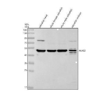 Zebrafish ALAS2 Antibody WB. Western blot analysis of zebrafish head (lane 1), whole female (lane 2), whole male (lane 3), and embryo (lane 4) tissue lysates using Zebrafish ALAS2 Antibody / Erythroid Differentiation Marker Antibody demonstrates a prominent immunoreactive band at approximately 50 kDa, consistent with expression of ALAS2. ALAS2 is an erythroid-specific enzyme that catalyzes the first and rate-limiting step of heme biosynthesis, making it essential for hemoglobin production and red blood cell development. Expression of ALAS2 is closely associated with erythroid lineage commitment and hematopoietic maturation. The observed band is consistent with the expected molecular weight of ALAS2, supporting detection of endogenous protein across multiple zebrafish tissue preparations. Primary antibody was used at 0.5 ug/ml. Predicted molecular weight: approximately 49 kDa. Observed molecular weight: approximately 50 kDa.