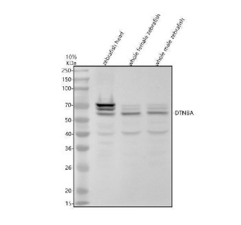 Zebrafish DTNB Antibody Zebrafish Tissue WB. Western blot analysis of 1) zebrafish head tissue lysate, 2) whole female zebrafish tissue lysate, and 3) whole male zebrafish tissue lysate using Zebrafish DTNB Antibody / Dystrobrevin Alpha Antibody. A prominent band is detected at approximately 66 kDa, consistent with the expected molecular weight of DTNBA / Dystrobrevin Alpha. Additional lower-intensity bands are observed and may represent DTNBA isoforms, post-translationally modified species, partial degradation products, or background reactivity commonly seen in complex whole-tissue lysates. Electrophoresis was performed on a 10% SDS-PAGE gel under reducing conditions with 30 ug sample per lane. Membranes were blocked with 5% non-fat milk/TBS and incubated with rabbit anti-DTNBA antibody at 0.5 ug/ml overnight at 4Â°C, followed by goat anti-rabbit IgG-HRP secondary antibody and ECL detection.
