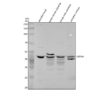 Zebrafish DRD4 Antibody Multi-Tissue WB. Western blot analysis of 1) zebrafish head tissue lysate, 2) whole female zebrafish lysate, 3) whole male zebrafish lysate, and 4) zebrafish embryo lysate using Zebrafish DRD4 Antibody / Dopamine Receptor D4 Antibody. A prominent immunoreactive band is detected at approximately 43 kDa in all samples, consistent with the expected molecular weight of DRD4A. DRD4A is a dopamine-responsive G protein-coupled receptor that mediates dopaminergic signaling involved in nervous system development, neurotransmission, behavior, and neuromodulatory regulation. The observed expression across adult and embryonic zebrafish tissues supports the widespread role of DRD4A in vertebrate neural signaling pathways. Minor additional bands observed in some samples may represent receptor isoforms, post-translationally modified forms, or background reactivity commonly encountered with membrane-associated GPCR proteins. Electrophoresis was performed on a 10% SDS-PAGE gel under reducing conditions. Predicted molecular weight: ~43 kDa. Observed molecular weight: ~43 kDa.