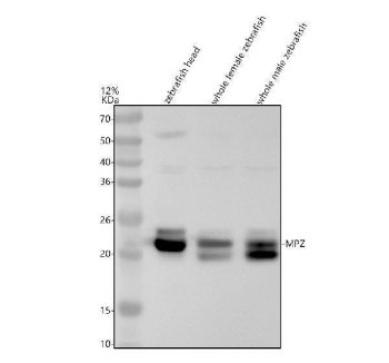 Zebrafish P0 Antibody Multi-Tissue WB. Western blot analysis of 1) zebrafish head tissue lysate, 2) whole female zebrafish lysate, and 3) whole male zebrafish lysate using Zebrafish P0 Antibody / MPZ Antibody. A prominent immunoreactive band is detected at approximately 22 kDa in all samples, consistent with the expected molecular weight of P0 (Myelin Protein Zero/MPZ). P0 is the major structural protein of peripheral myelin and plays a critical role in myelin sheath compaction, axonal insulation, and maintenance of normal nerve conduction. The observed expression in zebrafish tissues supports the importance of MPZ in nervous system development and myelin organization. Minor lower-molecular-weight bands observed in some samples may represent processed forms, differential glycosylation states, or protein degradation products commonly detected for myelin-associated proteins. Electrophoresis was performed on a 12% SDS-PAGE gel under reducing conditions. Predicted molecular weight: ~22 kDa. Observed molecular weight: ~22 kDa.