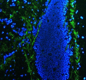 Zebrafish P0 Antibody Adult Brain IF. Immunofluorescence analysis of adult zebrafish brain tissue using Zebrafish P0 Antibody. P0, encoded by the zebrafish mpz gene, was detected in a paraffin-embedded brain section following heat induced antigen retrieval in pH 8.0 EDTA buffer. The tissue was incubated overnight at 4Â°C with primary antibody (5 ug/mL), followed by Fluoro488-conjugated secondary antibody. DAPI (blue) was used as a nuclear counterstain. Green fluorescence highlights P0-positive structures within the adult zebrafish brain, supporting the use of Zebrafish P0 Antibody for investigating myelin protein zero expression, peripheral myelin biology and nervous system development.