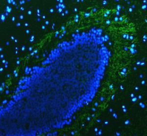 Zebrafish P0 Antibody Myelinated Fiber IF. P0, encoded by the zebrafish mpz gene, was detected in a paraffin-embedded section of adult zebrafish brain tissue. Heat induced antigen retrieval was performed in pH 8.0 EDTA buffer prior to overnight incubation with Zebrafish P0 Antibody (5 ug/mL) at 4Â°C, followed by Fluoro488-conjugated secondary antibody. DAPI (blue) was used as a nuclear counterstain. Green fluorescence highlights P0-positive myelinated fiber tracts surrounding the brain parenchyma, consistent with the expected distribution of myelin protein zero. These results support the use of Zebrafish P0 Antibody for investigating mpz, peripheral myelin formation and nervous system development.