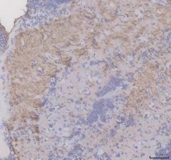 Zebrafish FZD9 Antibody Brain IHC. Immunohistochemical analysis of paraffin-embedded zebrafish brain tissue using Zebrafish FZD9 Antibody / Frizzled Class Receptor 9 Antibody demonstrates diffuse HRP-DAB brown staining throughout neural tissue. The staining pattern is consistent with expression of FZD9A, a member of the Frizzled family of Wnt receptors that mediates signaling pathways involved in cell fate determination, neural development, and tissue organization. Positive immunoreactivity within brain tissue supports the role of FZD9A in regulating Wnt-dependent developmental processes and maintaining cellular communication networks within the nervous system. Heat-induced antigen retrieval was performed in EDTA buffer. Tissue sections were blocked with 10% goat serum and incubated with FZD9A antibody (2 ug/ml) overnight at 4Â°C, followed by Peroxidase Conjugated Goat Anti-rabbit IgG and DAB chromogen detection.
