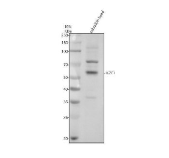 Zebrafish IKZF1 Antibody Head WB. Western blot analysis of zebrafish head tissue lysate using Zebrafish IKZF1 Antibody / Ikaros Family Zinc Finger 1 Antibody demonstrates a prominent immunoreactive band at approximately 59 kDa, consistent with the expected molecular weight of IKZF1. Ikaros Family Zinc Finger 1 (IKZF1) is a zinc finger transcription factor that functions as a key regulator of hematopoietic development, lymphoid differentiation, and transcriptional control of immune-related gene expression. The observed band supports expression of IKZF1 within zebrafish head tissue and demonstrates the utility of this antibody for western blot detection of endogenous IKZF1. Electrophoresis was performed on a 10% SDS-PAGE gel under reducing conditions followed by nitrocellulose transfer and ECL detection.