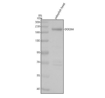 Zebrafish DOCK4 Antibody WB. Western blot analysis of DOCK4A using anti-DOCK4 antibody demonstrates a distinct immunoreactive band at approximately 221 kDa in zebrafish head lysate, consistent with the expected molecular weight of Dedicator of Cytokinesis 4A (DOCK4A). DOCK4A is a Rac signaling protein that functions as a regulator of Rac-family GTPase signaling pathways involved in cytoskeletal organization, cellular adhesion, and directed cell movement. The observed expression in zebrafish head tissue is consistent with the established role of DOCK4 family proteins in developmental signaling, neuronal organization, and tissue morphogenesis. Western blot was performed using 0.5 ug/ml primary antibody. Predicted molecular weight: ~221 kDa.