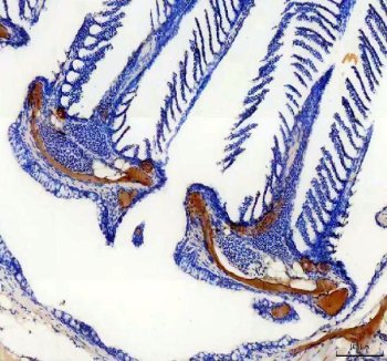 Zebrafish COL10A1 Antibody Gill IHC. Immunohistochemistry staining of paraffin-embedded zebrafish gill tissue using COL10A1 antibody demonstrates prominent staining within extracellular matrix-rich structural elements of the gill apparatus, consistent with expression of Collagen Type X Alpha 1a (COL10A1A). COL10A1A is a structural extracellular matrix protein that contributes to cartilage maturation, matrix organization, and skeletal development. The observed staining pattern within supportive gill structures is consistent with the established role of type X collagen family members in maintaining specialized extracellular matrix environments and supporting tissue architecture during vertebrate development. Heat-mediated antigen retrieval was performed in EDTA buffer. Tissue sections were stained with 2 ug/ml primary antibody and visualized using DAB chromogen.