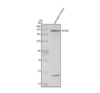Zebrafish DOCK1 Antibody WB. Western blot analysis of DOCK1 using anti-DOCK1 antibody demonstrates a prominent immunoreactive band at approximately 215-230 kDa in zebrafish embryo lysate, consistent with the expected molecular weight of Dedicator of Cytokinesis 1 (DOCK1). DOCK1, also known as DOCK180, is a Rac guanine nucleotide exchange factor that regulates cytoskeletal organization, cellular adhesion, and signal transduction pathways involved in tissue morphogenesis and developmental processes. The observed embryonic expression is consistent with the established role of DOCK1 in coordinating cellular dynamics, migration-associated signaling, and vertebrate development. Western blot was performed using 0.5 ug/ml primary antibody. Predicted molecular weight: ~215 kDa.