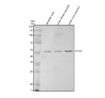 Zebrafish GJA5 Antibody WB. Western blot analysis of GJA5A using anti-GJA5 antibody demonstrates a distinct immunoreactive band at approximately 45 kDa in zebrafish head, whole female, and whole male tissue lysates, consistent with the expected molecular weight of Connexin 40 (GJA5A). Connexin 40 is a gap junction protein that forms intercellular channels facilitating the direct exchange of ions, metabolites, and signaling molecules between neighboring cells. The observed expression across neural and whole-body tissue samples is consistent with the essential role of connexin proteins in cellular communication, tissue organization, and physiologic homeostasis. Western blot was performed using 0.5 ug/ml primary antibody. Predicted molecular weight: ~45 kDa.