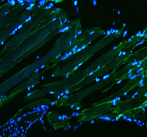 Zebrafish Desmin Antibody by IF in zebrafish muscle. Immunofluorescence staining of FFPE zebrafish muscle tissue using Zebrafish Desmin Antibody at 5 ug/ml. Green fluorescence highlights elongated muscle fibers and filament-associated structures, while DAPI counterstaining identifies nuclei in blue. Heat-induced antigen retrieval was performed in EDTA buffer, pH 8.0, followed by overnight primary antibody incubation at 4oC. Fluoro488-conjugated goat anti-rabbit IgG was used at 1:500. This DES Antibody recognizes a muscle-associated intermediate filament protein involved in maintaining cellular architecture.