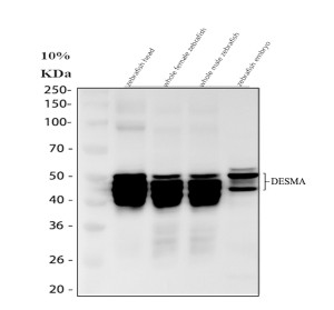 Zebrafish Desmin Antibody by WB in zebrafish head, whole female, whole male, and embryo lysates. Western blot analysis using Zebrafish Desmin Antibody at 0.5 ug/ml. Lane 1: zebrafish head; lane 2: whole female zebrafish; lane 3: whole male zebrafish; lane 4: zebrafish embryo. Each lane contained 30 ug protein separated on a 10% SDS-PAGE gel under reducing conditions. Immunoreactive bands are observed at approximately 45-50 kDa, compared with the predicted DESMA molecular weight of 54 kDa. This DES Antibody recognizes a muscle-specific intermediate filament protein involved in cytoskeletal organization.