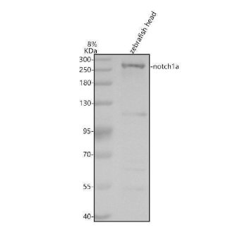 Zebrafish NOTCH1 Antibody WB. Western blot analysis of NOTCH1A using anti-NOTCH1A antibody demonstrates a distinct immunoreactive band at approximately 262 kDa in zebrafish head tissue lysate, consistent with the expected molecular weight of NOTCH1, the zebrafish ortholog of human NOTCH1. NOTCH1 is a transmembrane receptor that serves as a central component of the Notch signaling pathway, regulating cell fate determination, tissue differentiation, and developmental patterning through cell-to-cell communication. The observed expression in zebrafish head tissue is consistent with the established role of Notch signaling in neurodevelopment, tissue organization, and vertebrate embryogenesis. Western blot was performed using 0.5 ug/ml primary antibody. Predicted molecular weight: ~262 kDa.