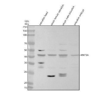 Zebrafish WNT8 Antibody WB. Western blot analysis of WNT8A using anti-WNT8A antibody demonstrates a prominent immunoreactive band at approximately 42 kDa in zebrafish head, whole female, whole male, and embryo tissue lysates, consistent with the expected molecular weight of WNT8, the zebrafish ortholog of human WNT8A. WNT8 is a secreted signaling ligand that functions as an important regulator of canonical Wnt signaling pathways controlling embryonic patterning, axis specification, tissue differentiation, and vertebrate development. The observed expression across both developmental and adult-associated tissue samples is consistent with the established role of WNT8 in developmental signaling and regulation of cell fate decisions. Western blot was performed using 0.5 ug/ml primary antibody. Predicted molecular weight: ~40 kDa.