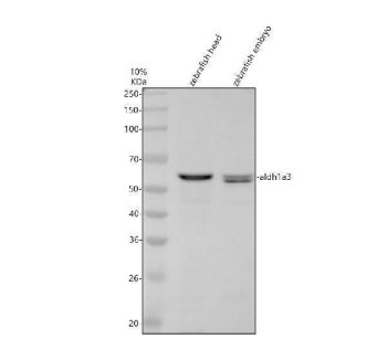 Zebrafish ALDH1A3 Antibody WB. Western blot analysis of ALDH1A3 using anti-ALDH1A3 antibody demonstrates a distinct immunoreactive band at approximately 56 kDa in zebrafish head and embryo tissue lysates, consistent with the expected molecular weight of ALDH1A3, the zebrafish ortholog of human Aldehyde Dehydrogenase 1 Family Member A3. Also known as RALDH3, ALDH1A3 is an NAD-dependent enzyme that catalyzes the conversion of retinaldehyde to retinoic acid, an essential signaling molecule involved in embryonic patterning, tissue differentiation, and vertebrate development. The observed expression in both adult and embryonic samples is consistent with the important role of ALDH1A3 in retinoid metabolism and developmental signaling pathways. Western blot was performed using 0.5 ug/ml primary antibody. Predicted molecular weight: ~56 kDa.