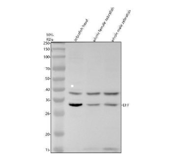 Zebrafish EHF Antibody WB. Western blot analysis of EHF expression using anti-EHF antibody. EHF, also known as ETS Homologous Factor and ESE3, is an epithelial specific ETS family transcription factor involved in cellular differentiation and tissue homeostasis. Lane 1: zebrafish head tissue lysate. Lane 2: whole female zebrafish tissue lysate. Lane 3: whole male zebrafish tissue lysate. A major band was detected at approximately 33 kDa, corresponding to the expected molecular weight of EHF. An additional band at approximately 38 kDa was consistently observed and may represent a phosphorylated, post translationally modified, or alternatively spliced form of ETS Homologous Factor. These results demonstrate expression of EHF in multiple zebrafish tissues and support the utility of this antibody for studies of epithelial development and transcriptional regulation.